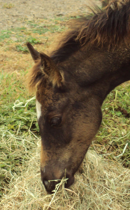 India's 2009 Colt's Face